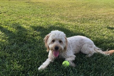 pet friendly hotels in oakdale.